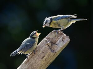ウェッジの選び方で初心者が注意すべきポイントは？